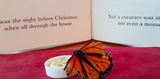Against a Christmas backdrop, Freddy enjoys a honey and water mixture.