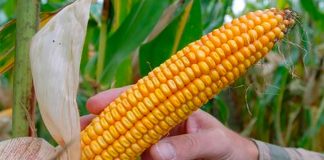 A cob of GMO corn called MON810 developed by Monsanto.