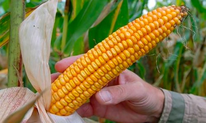A cob of GMO corn called MON810 developed by Monsanto.