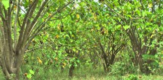 Jatropha curcas is a source of biodiesel.