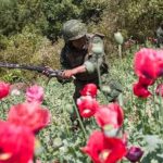 A soldier at work destroying opium poppy plants.