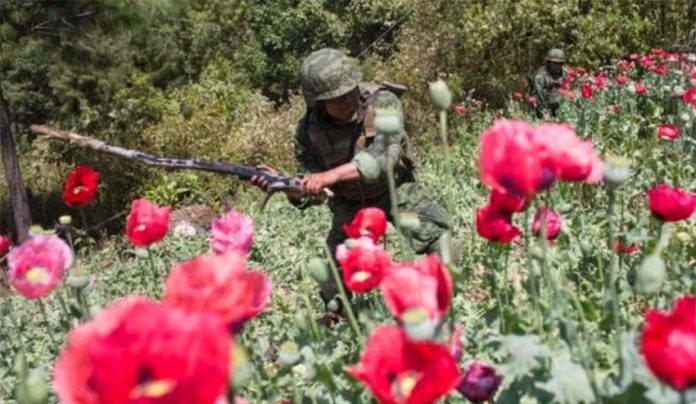 A soldier at work destroying opium poppy plants.