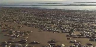 Sardines cover a beach in Guasave.