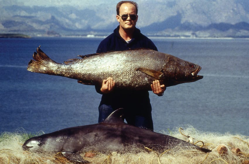 A totoaba, above, and a vaquita.