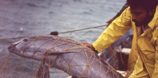 A vaquita porpoise trapped in a fishermen's net.