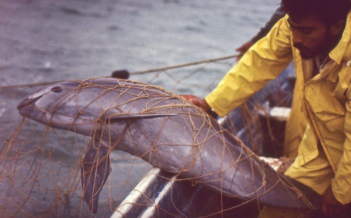 A vaquita porpoise trapped in a fishermen's net.