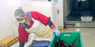 Preparing shellfish in Bahia Asunción, Baja California Sur. Aldo Santoro