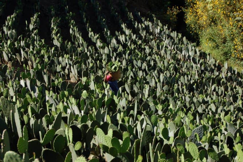 Nopal (cactus) farming is hard work.