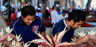 In the city of Oaxaca, enough people love radishes that there is a longstanding Christmastime festival celebrated there called "Night of the Radishes".