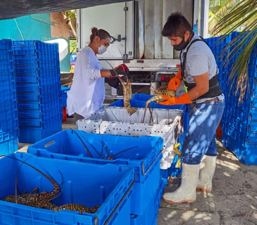 Processing a catch in Quintana Roo.