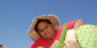 Needles are not the only danger cactus farmers in Morelos face.