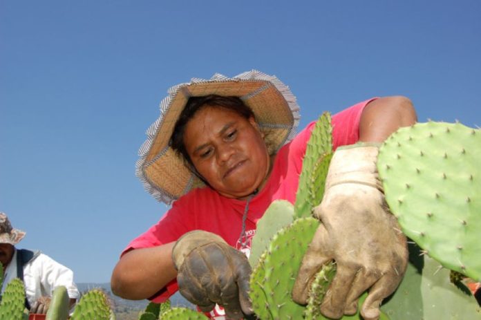 Needles are not the only danger cactus farmers in Morelos face.