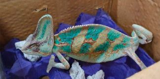 A chameleon found in a box at the airport in Querétaro.