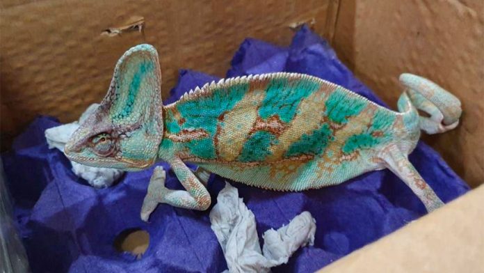 A chameleon found in a box at the airport in Querétaro.