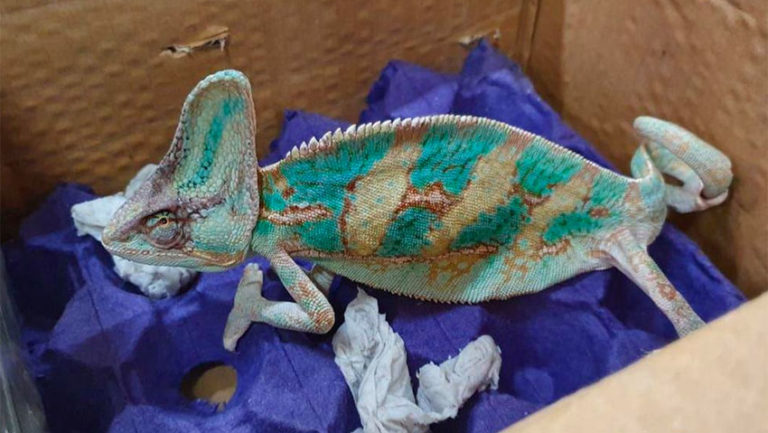 Officials seize chameleons, turtles and 39 baby crocodiles and caimans Officials seize chameleons, turtles and 39 baby crocodiles and caimans