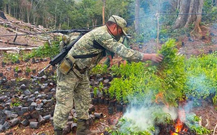 A soldier burns coca plants