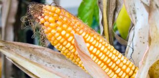 Almost all yellow corn imported is genetically modified.