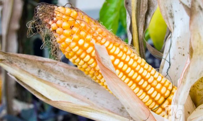 Almost all yellow corn imported is genetically modified.
