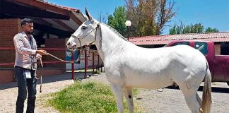 The Mixtec donkey is expected to be useful for fieldwork and equine sports.