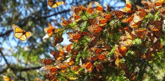 monarch butterflies