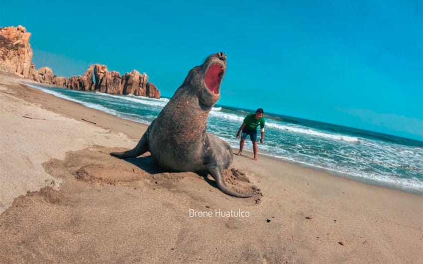 The southern elephant seal was on a northward migration.