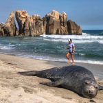 The seal enjoys a rest on a beach in Huatulco.