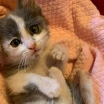 Four-week-old Cannoli newly arrived to her furever home.