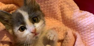 Four-week-old Cannoli newly arrived to her furever home.