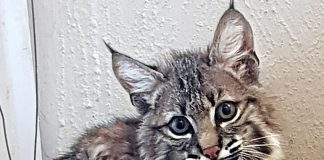 This lynx, rescued from a rancho, will be returned to nature next month.