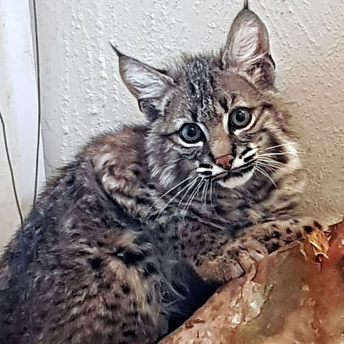 This lynx, rescued from a rancho, will be returned to nature next month.