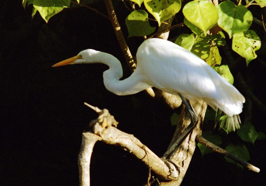 A great egret waits motionlessly for its prey to pass by.