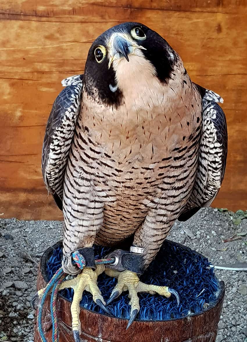 The peregrine falcon is the fastest bird in the world, clocked at 389 kilometers per hour.