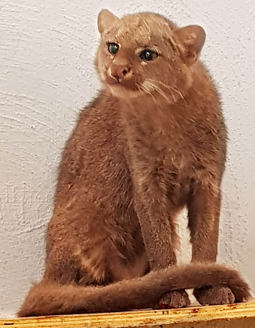 This jaguarundi was brought to the center after its owner discovered it was not quite as docile as a house cat.