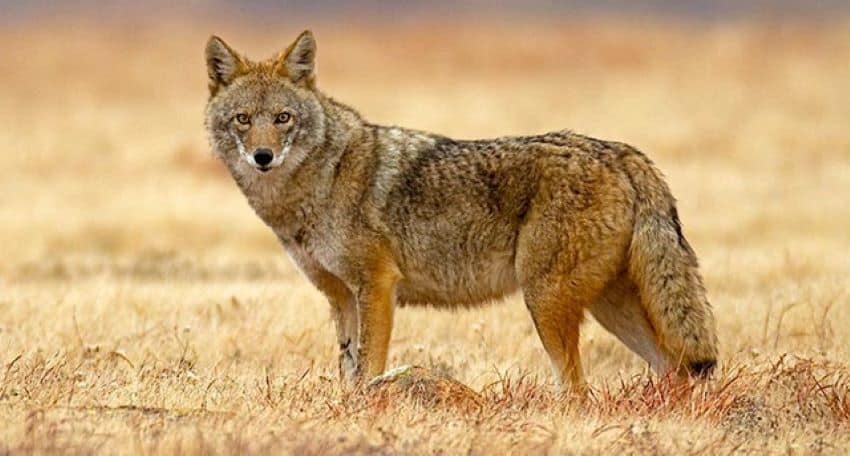 Coyotes (the two-legged kind) save many Mexicans time and headaches at government offices, processing paperwork much more efficiently.