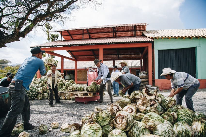 At Gracias a Dios distillery, workers stack agave hearts.