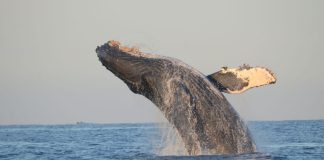 Catching a whale in the act.