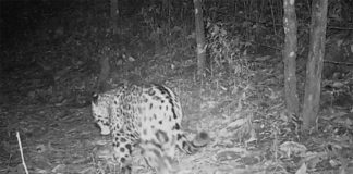 Jaguar caught by a camera in the Manantlán Biosphere Reserve.