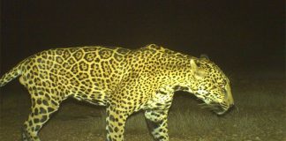 One of the big cats at the Northern Jaguar Reserve in Sonora.