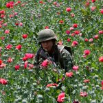A soldier in a Guerrero poppy field.
