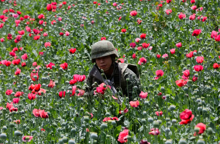 A soldier in a Guerrero poppy field.