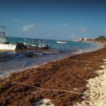 sargassum on a Quintana Roo beach