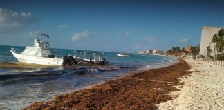 sargassum on a Quintana Roo beach