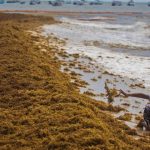 Sargassum on a state beach in May of last year.