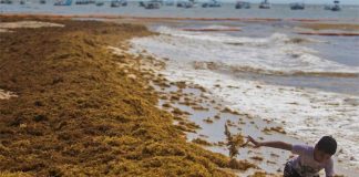 Sargassum on a state beach in May of last year.