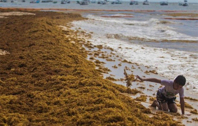 Sargassum on a state beach in May of last year.