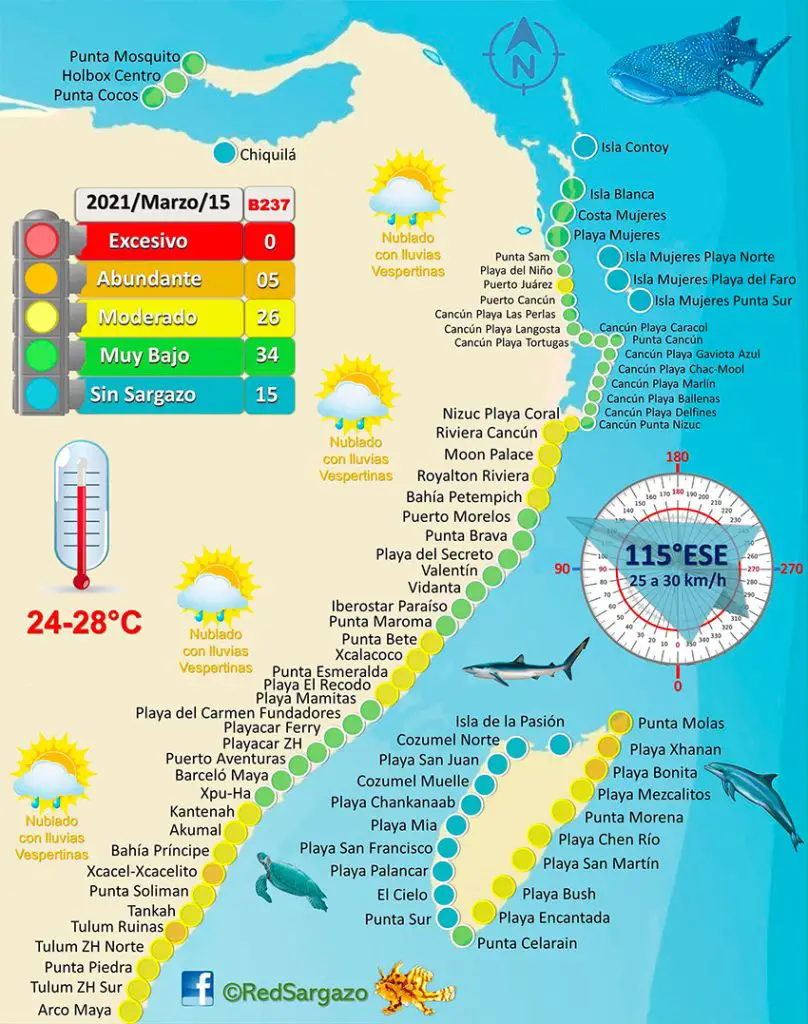 Sargassum removal brigades go to work cleaning Quintana Roo's beaches