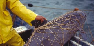 A vaquita marina trapped in a gillnet.