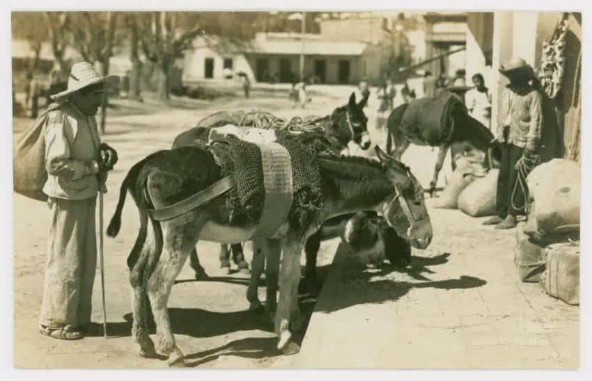 Donkeys are long associated with Mexico, but they are not native to the country. They were actually brought here by Spanish colonists.