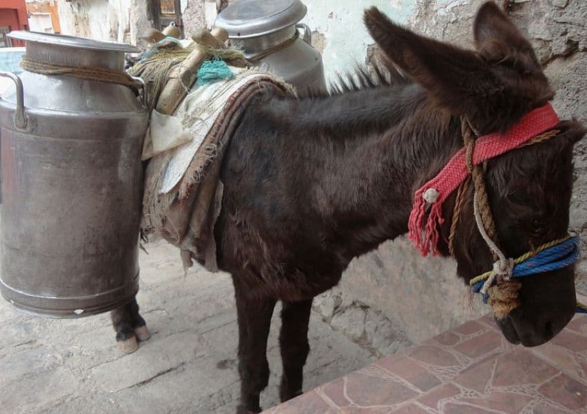 Donkey carrying milk.