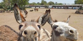 Donkeys living the good life at the Burrolandia sanctuary in Otumba, México state. Most of 57 animals there are rescues.